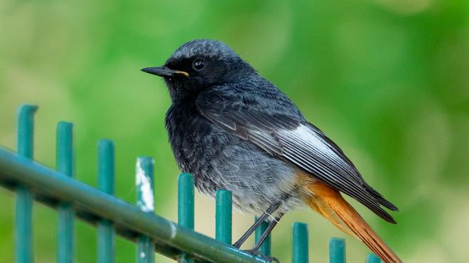 Vogelkr: Nabu: Vogel des Jahres in Thringen weit verbreitet | DIE ZEIT