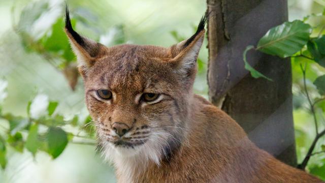 Tier-Zählung: Luchs-Population etabliert sich in Bayern - vorerst