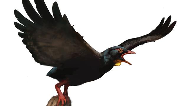 Like Owl or Hawk: Predatory Birds May Have Circulated Over the Dinosaurs