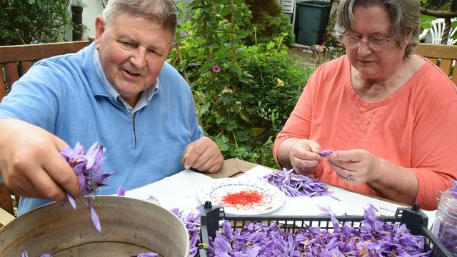 Gartenbau: Fachleute ernten Safran in Sachsen und Thüringen