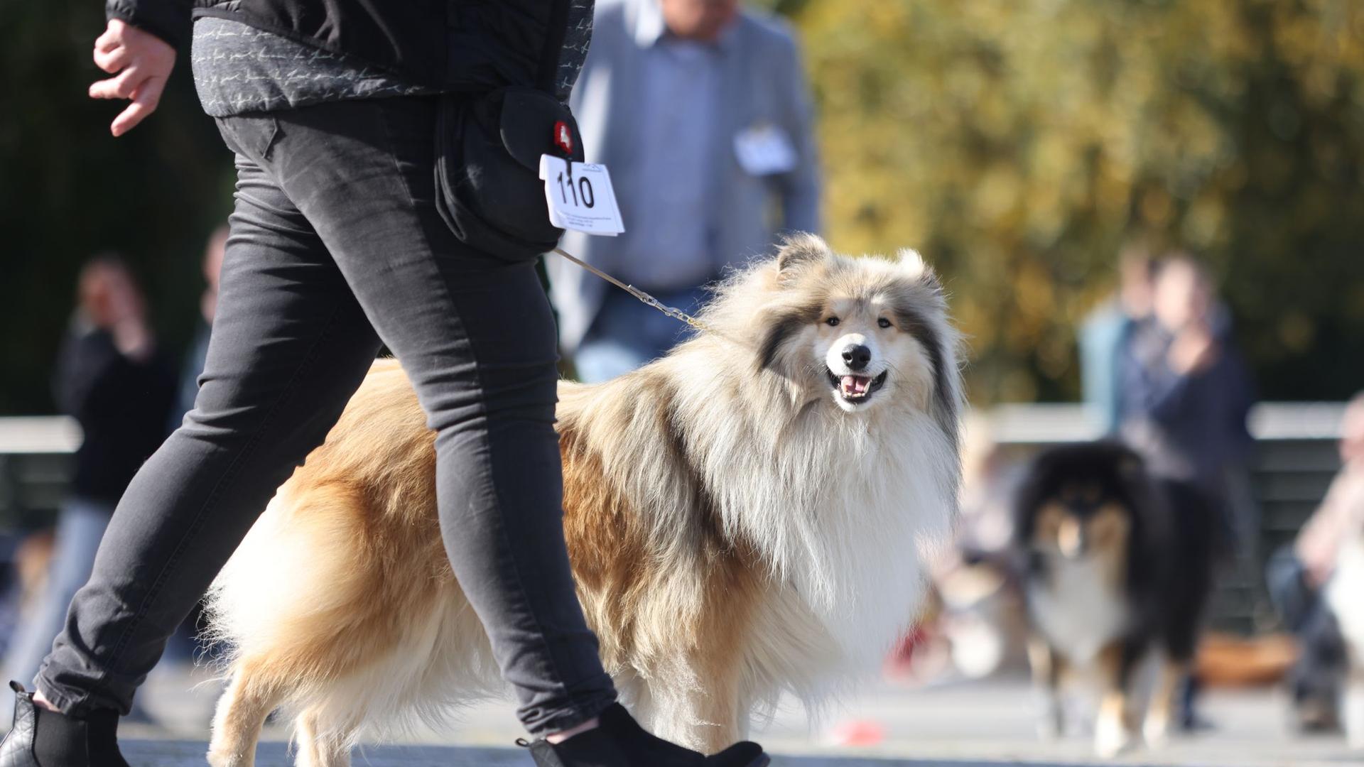 Tiere: Tausende besuchen Start der Rostocker Rassehunde-Ausstellung