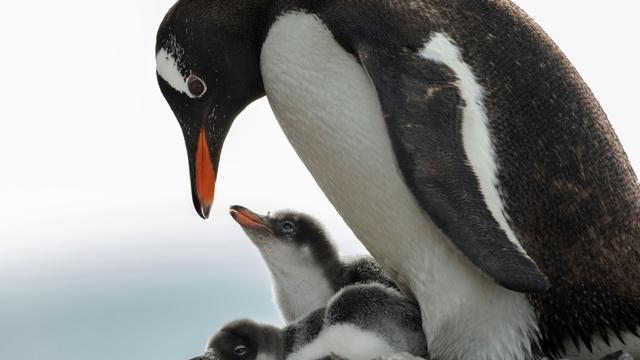 Südpolarmeer in Gefahr: Antarktis-Konferenz ringt um Ausweisung neuer Schutzgebiete