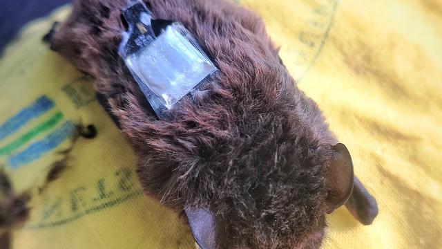 Tiere: Forscher begleiten Fledermaus von Brandenburg bis Italien