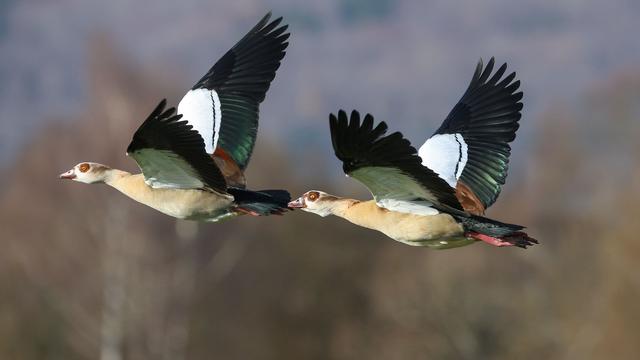 Tiere: Mehr Nilgänse bei Jagd in Hessen getötet