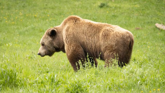 Bayern: Ein Bär im Allgäu? - Soldaten melden Sichtung