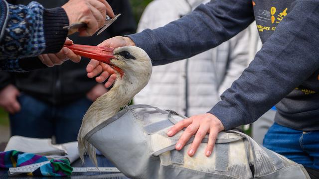 Naturschutz: Mehr Störche als in den Vorjahren in Sachsen-Anhalt