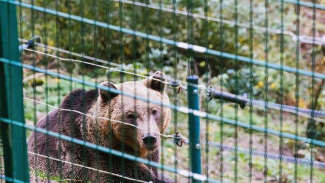 Bau von Hochsicherheitsgehege: «Problembärin» zieht 2025 aus Italien in den Schwarzwald