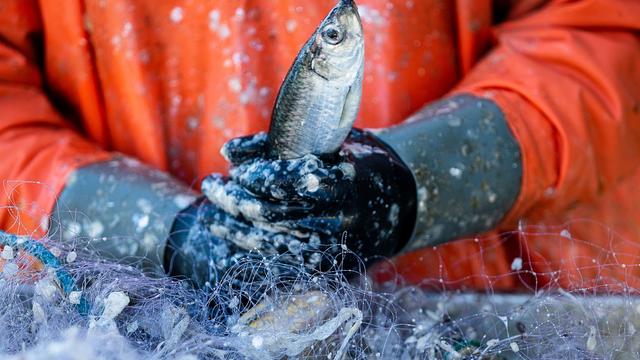 Fischereipolitik: WWF fordert vor EU-Treffen geringere Fangmenge für Ostsee