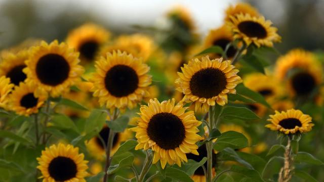 Wetter in NRW: Woche startet mit Regen, dann kommt die Sonne hervor