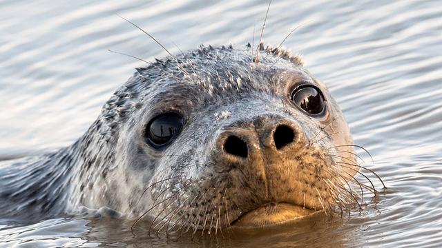 Suche nach Ursache: Zahl gefundener toter Robben an Ostsee weiter gestiegen