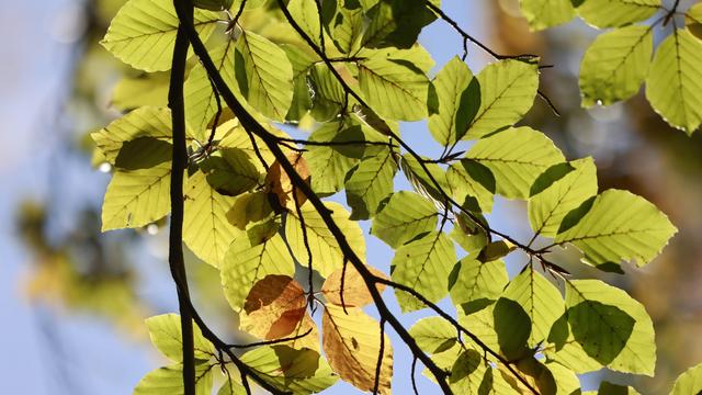 Wetter: Milde Herbstwoche in Rheinland-Pfalz und dem Saarland