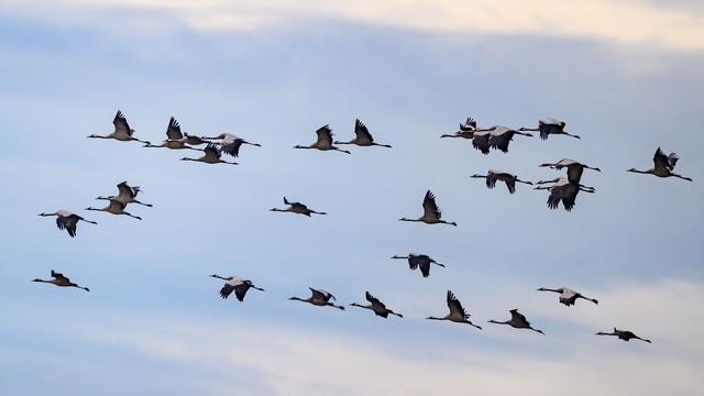 Vogelzug: Tausende Kraniche fliegen über Bayern in den Süden