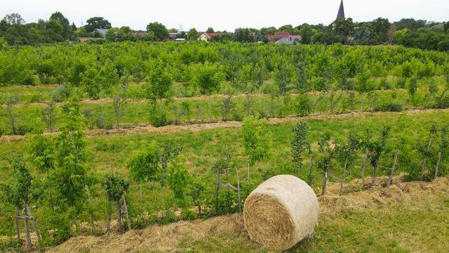 Naturschutz: Was Bäume auf Feldern mit Klimaschutz zu tun haben