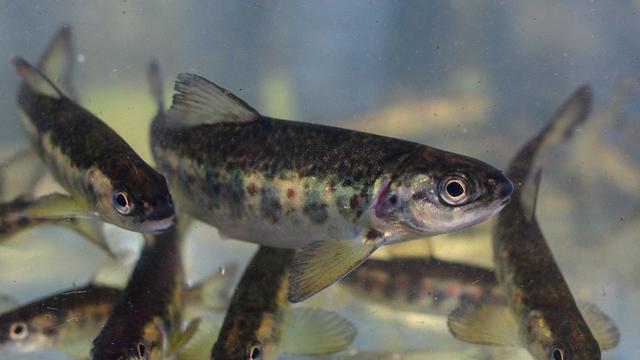 Fischbestand in Sachsen-Anhalt: Ausgesetzte Lachse kehren in die Nuthe zurück