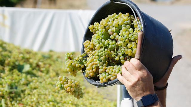 Wetter und Weinbau: Deutsche Winzer ernten deutlich weniger Trauben