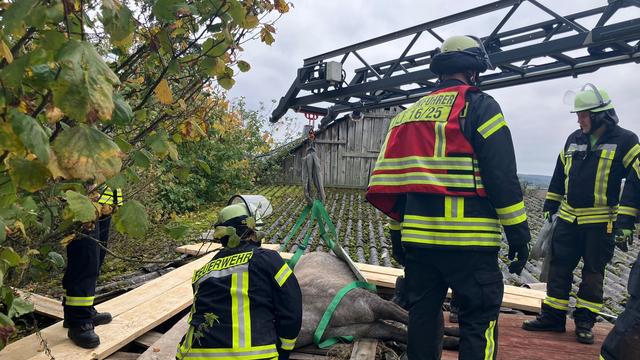 Einsatz in Ruppichteroth: Feuerwehr rettet eingebrochenes Pferd von Schuppendach