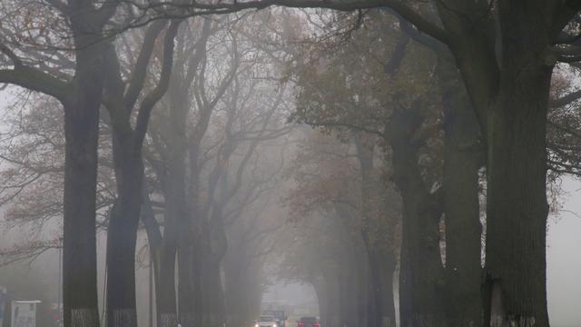 Wetter: Herbstwetter in Berlin und Brandenburg: Neblige Aussichten