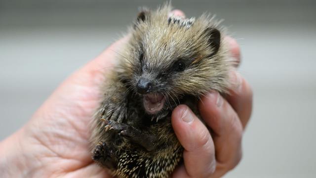 Tierschutz: Immer weniger Igel in Sachsen - Gefährdung nimmt zu