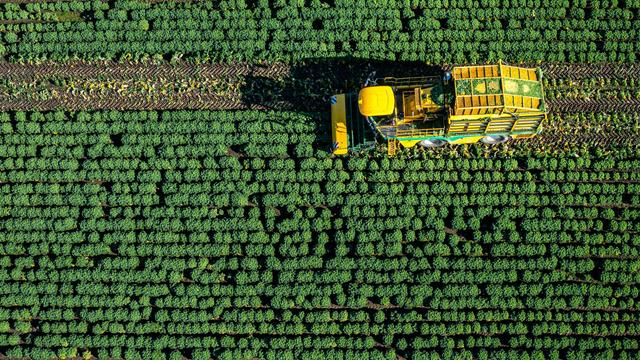 Erste Ernte: Gute Prognose für Grünkohlernte in Niedersachsen