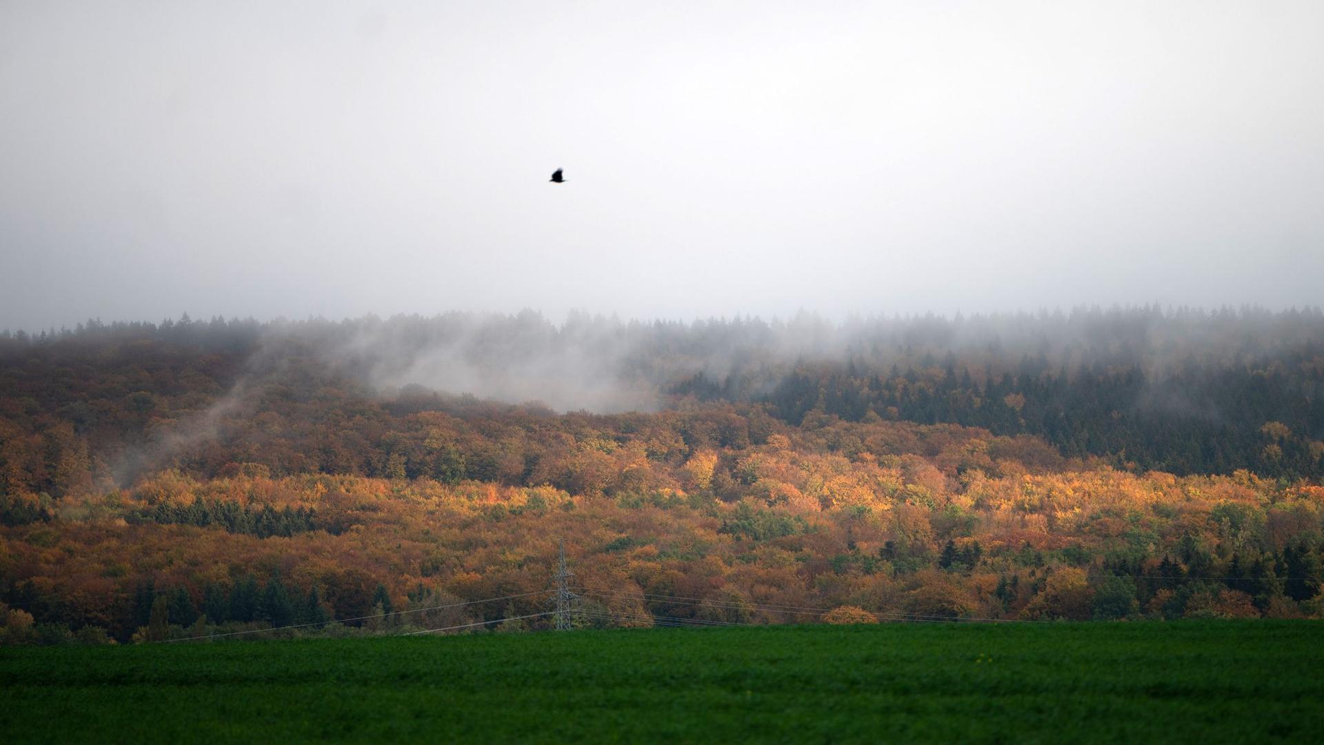 Trotz viel Regens: Klimawandel setzt Wäldern in Niedersachsen zu