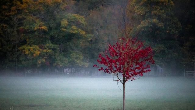 Wetter: Ruhiges Herbstwetter in Rheinland-Pfalz und Saarland