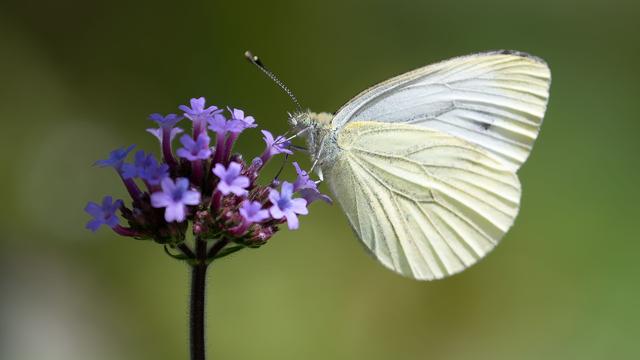 Niedersachsen: Zwei Interessenten für Landesgartenschau 2030