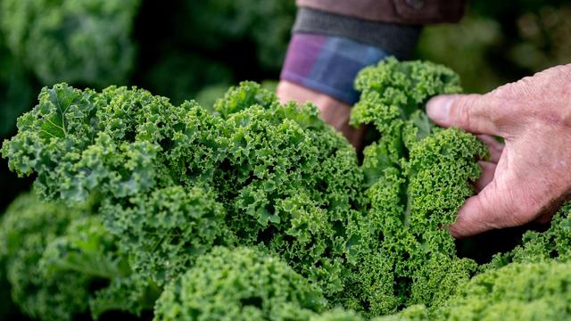 Wintergemüse: Grünkohlernte in Schleswig-Holstein beginnt