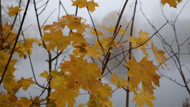 Wetter: Wechselhaftes Herbstwetter in Thüringen erwartet