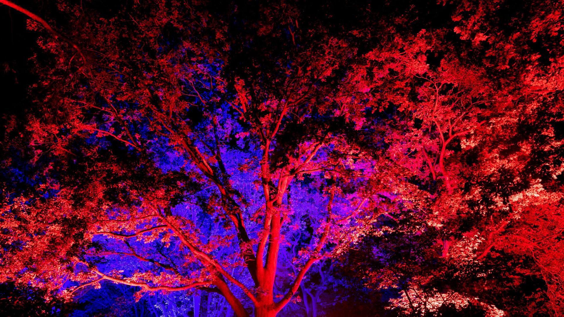 Lichtinstallation: Leuchtende Farben in der Botanika Bremen