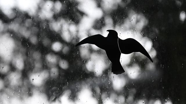 Tierschutz: Menschen in Bayern sollen Vogeltod an Glasfassaden melden