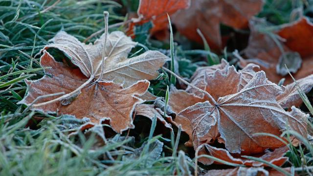 Wetter: DWD: Sachsen-Anhalt startet bewölkt und frostig in die Woche