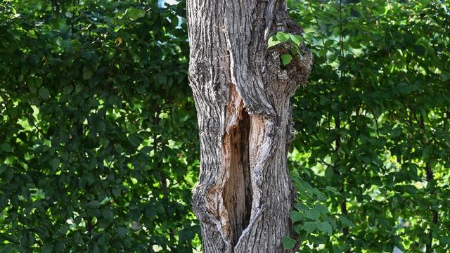 Klimawandel: Stiftung: Pflege im Park Sanssouci wird frustrierender