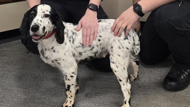 Vermisste Daisy: Vor acht Jahren gestohlen: Polizei findet Hund in England