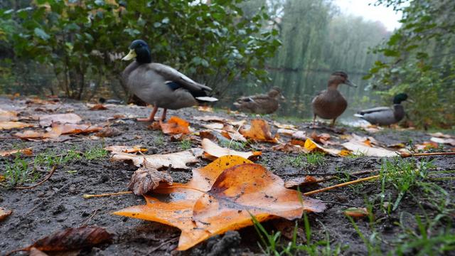 Deutscher Wetterdienst: Ruhiges Herbstwetter in Hamburg und Schleswig-Holstein