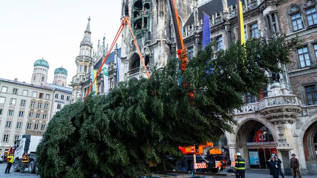 Christkindlmarkt in München: Christbaum auf dem Marienplatz aufgestellt