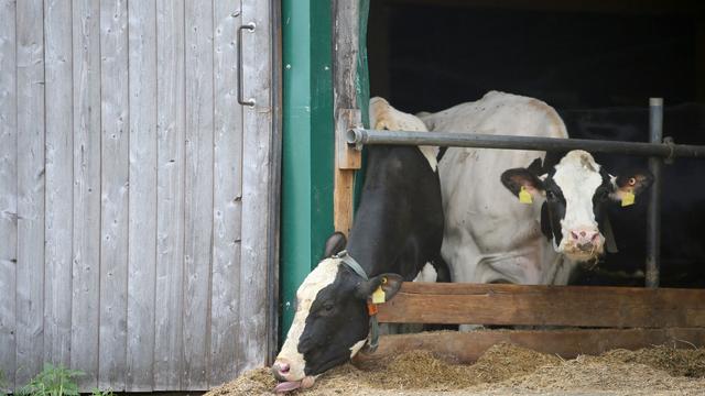 Tierschutzskandal: Erneut Allgäuer Landwirte wegen Tierquälerei vor Gericht