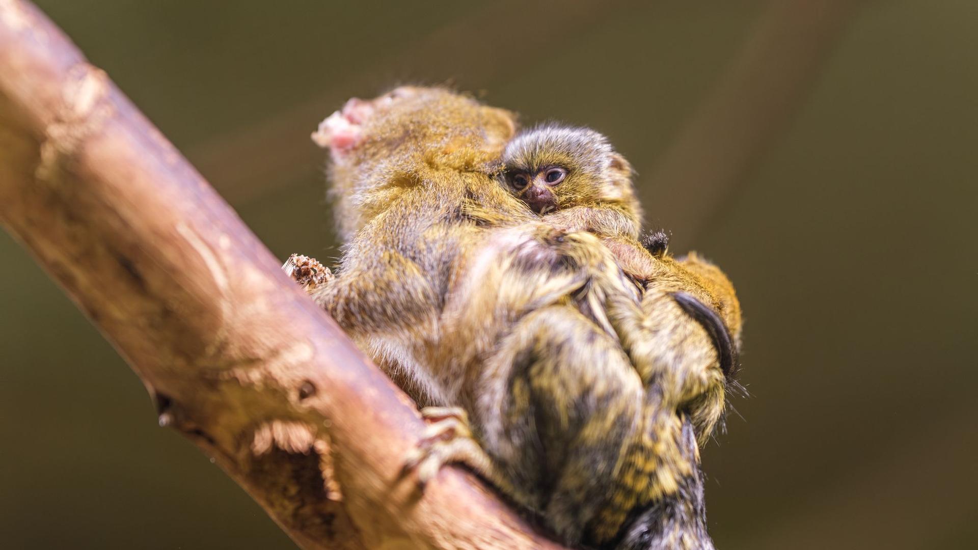 Zoo: Nachwuchs bei Zwergseidenäffchen im Schweriner Zoo