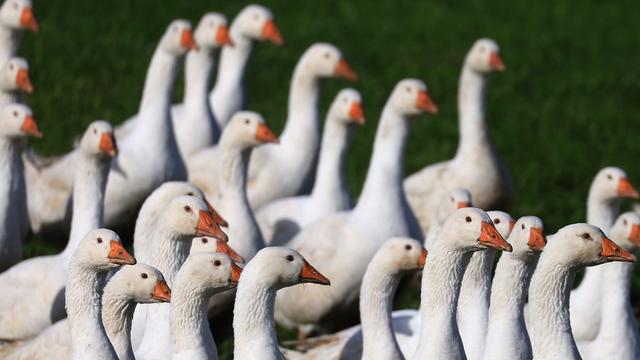 Statistik: Sachsen-Anhalt importiert 15,4 Tonnen Gänsefleisch