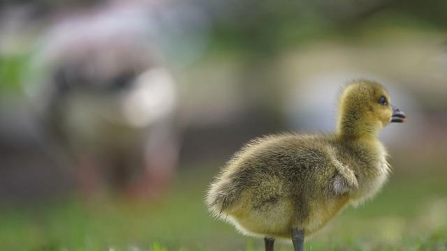 Geflügelzucht: Statistik: Am meisten Gänseküken aus Sachsen