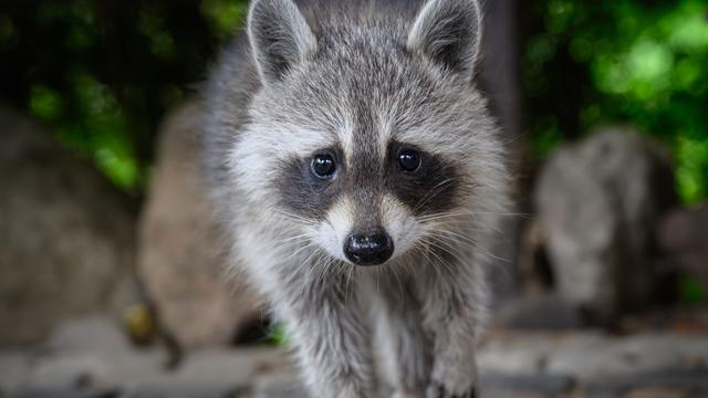 Unfall: Waschbär verursacht einen Verkehrsunfall