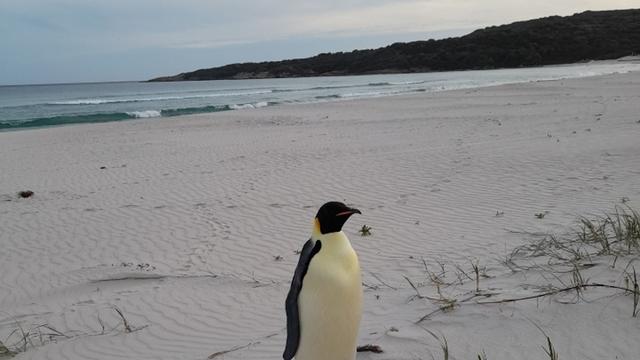 Besuch aus der Antarktis: Weit weg von Zuhause: Kaiserpinguin strandet in Australien