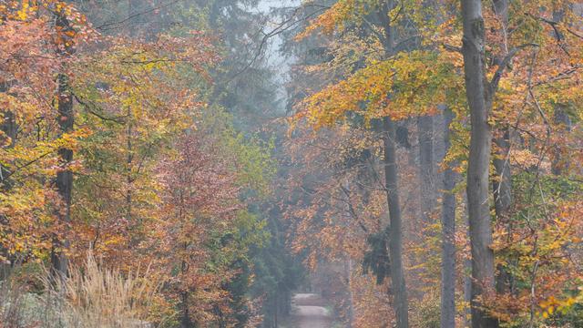 Klima: Bericht zum Zustand des hessischen Waldes wird vorgestellt