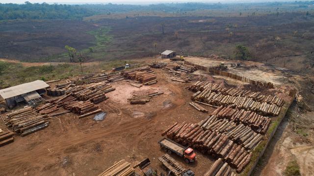 Umweltschutz: EU-Parlament stimmt für Verschiebung von Waldschutzgesetz