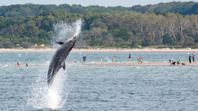 Ostsee: Forscher: Einzelgänger-Delfin «Delle» führt viele Gespräche