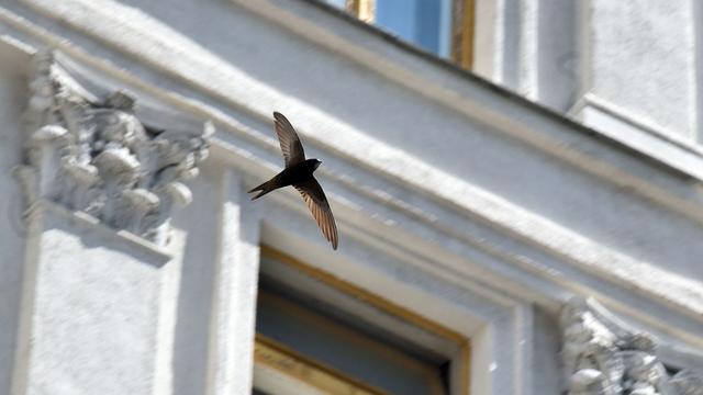 Glasfassaden sind schuld: LBV: Eine Million tote Vögel durch Vogelschlag in München