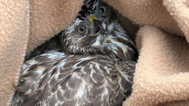 Landkreis Hof: Polizei rettet verletzten Greifvogel auf der Autobahn