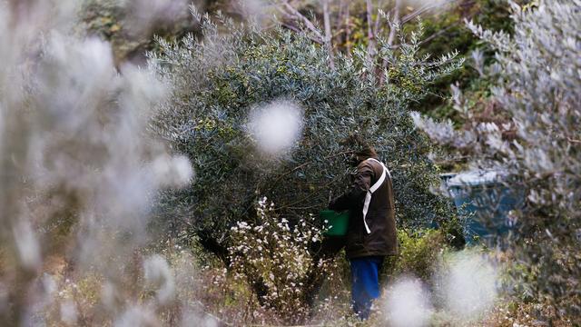 Lebensmittel: Gute Prognosen für Olivenernte in Spanien und Griechenland