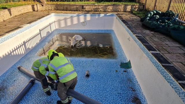 Kuh-rioser Schwimmausflug: «Wellness-Tag»: Feuerwehr rettet trächtige Kuh aus Pool