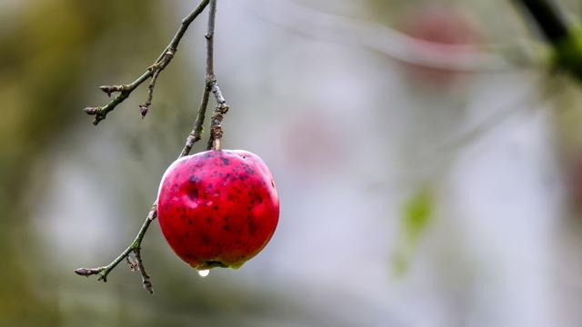 Wettervorhersage: Schnee, Wind und Regen in Baden-Württemberg erwartet