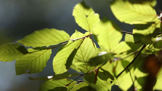 Waldforschung: Studie: Douglasien machen Buchenwälder stabiler